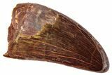 Carcharodontosaurus Tooth - Real Dinosaur Tooth #267743-1